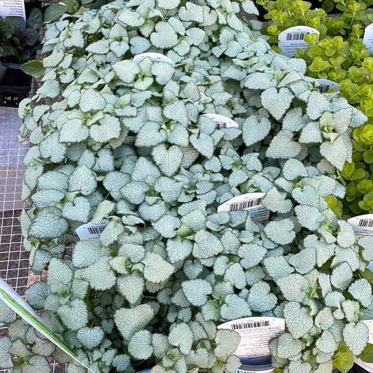 Lamium Maculatum White Nancy - 4.5 - Perennials