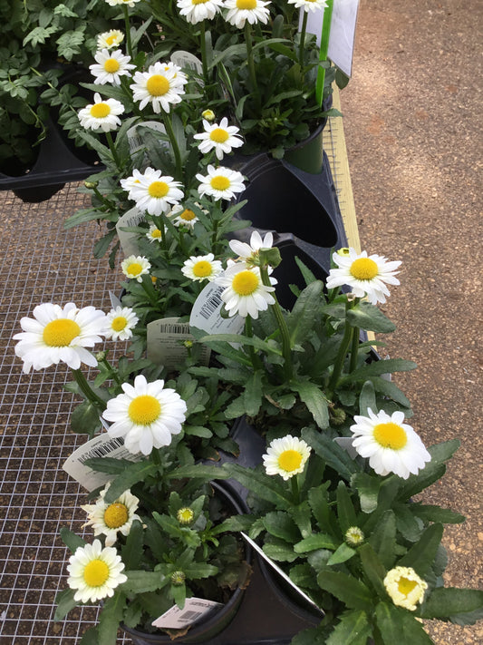 Leucanthemum Darling Daisy - qt - Perennials