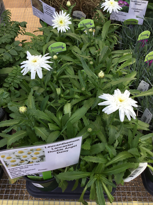 Leucanthemum Lancaster Double Angel Daisy - qt - Perennials