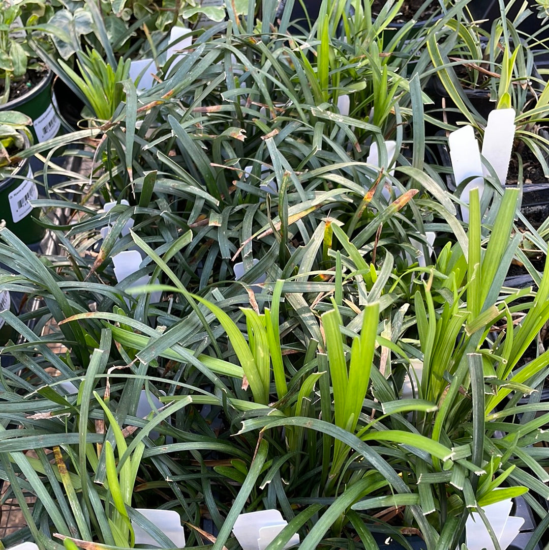Liriope Big Blue - 3.5 - Perennials