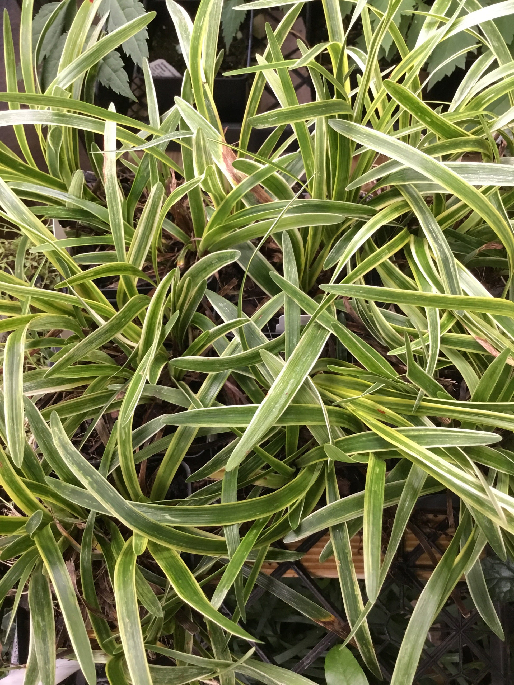 Liriope Variegata Pint - Groundcover