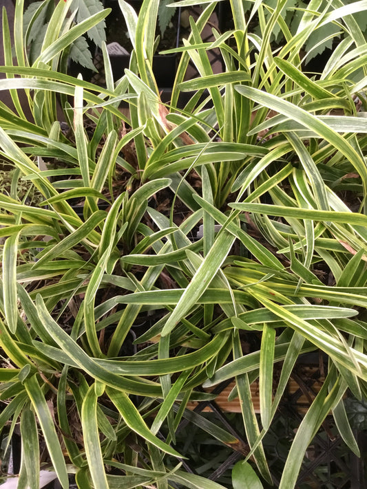 Liriope Variegata Pint - Groundcover