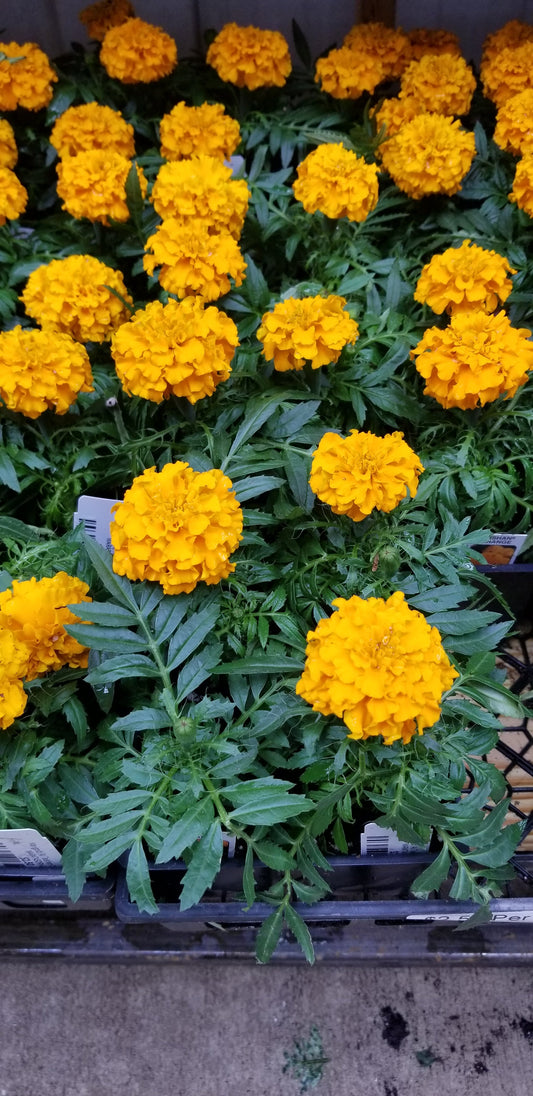 Marigold (A) Taishan Orange 4pk - Bedding Plants