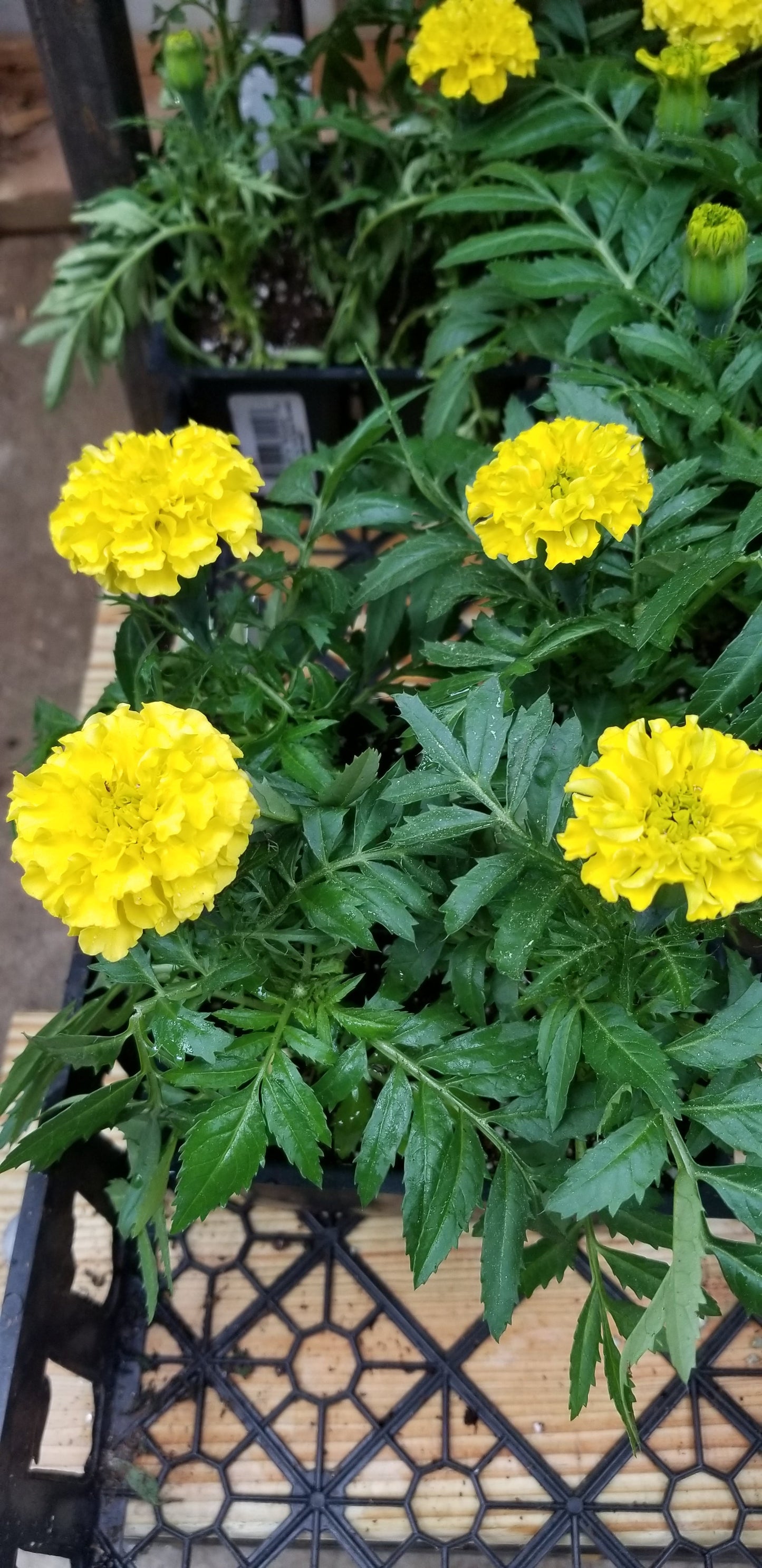 Marigold (A) Taishan Yellow 4 pk - Bedding Plants