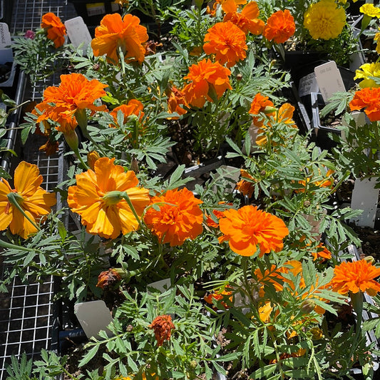 Marigold Bonanza Deep Orange - Bedding Plants