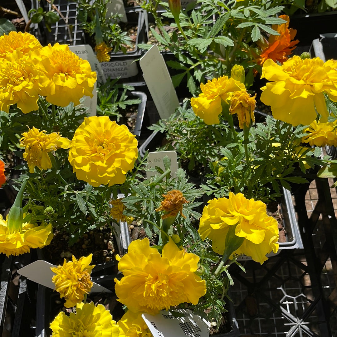 Marigold Bonanza Yellow - Bedding Plants
