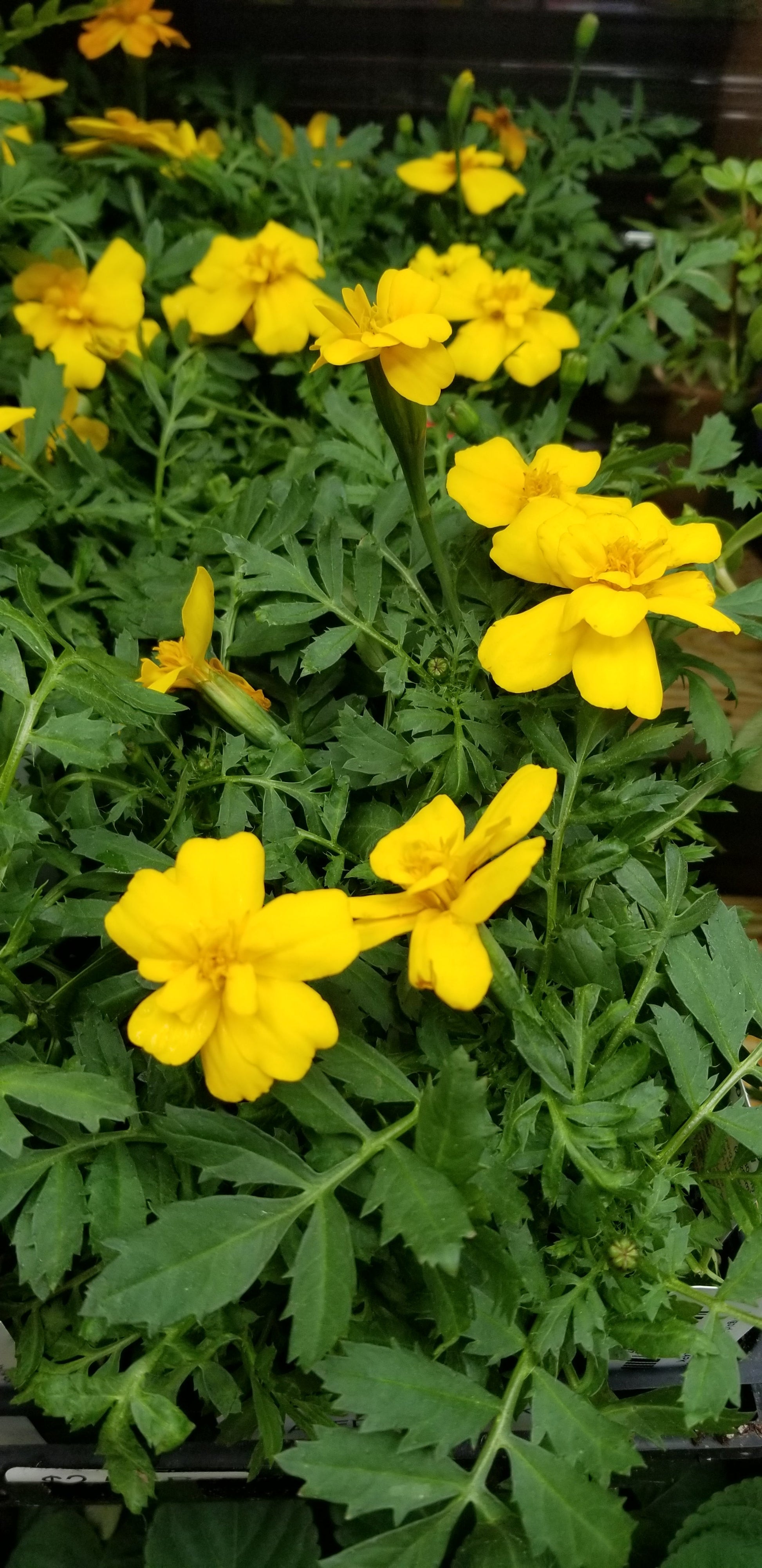 Marigold (F) Durango Yellow 4pk - Bedding Plants