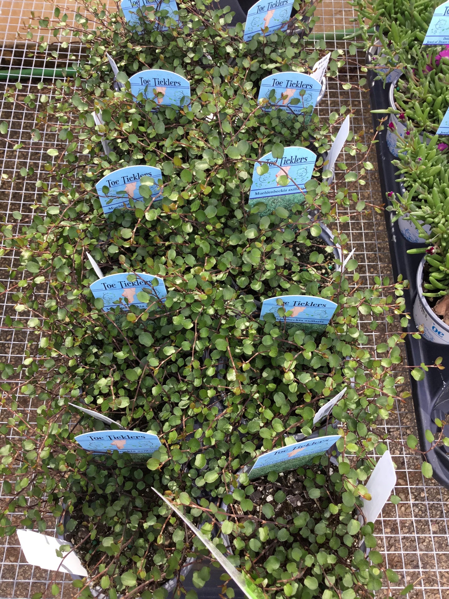 Muehlenbeckia cr Wine Vine - 4.5 - Perennials