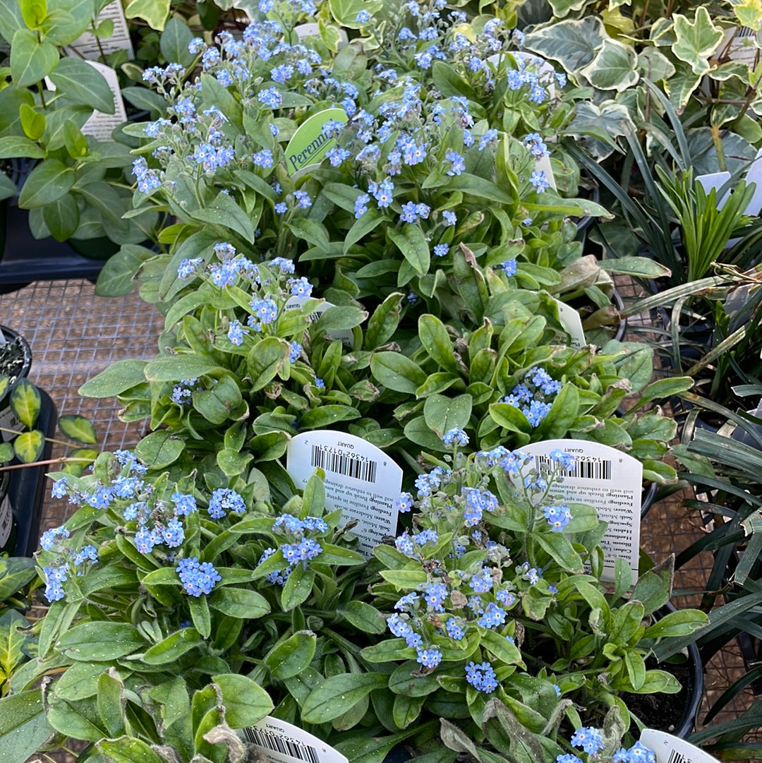 Myosotis Sylvatica Mon Amie Blue - Perennials