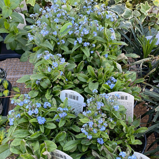 Myosotis Sylvatica Mon Amie Blue - Perennials