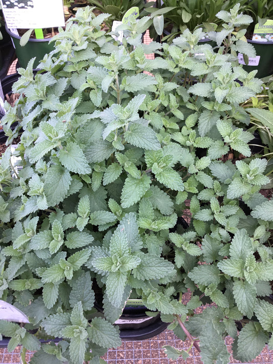 Nepta Walkers Low Catmint - Gallon - Perennials