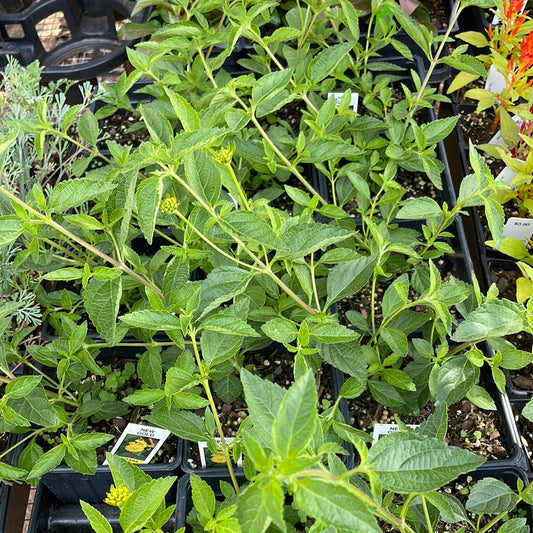 New Gold Lantana - Perennials