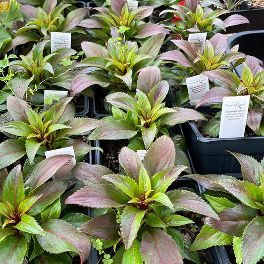 New Guinea Impatiens Harmony Deep Red - Bedding Plants