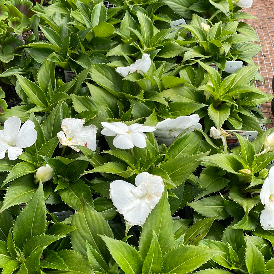 New Guinea Impatiens Harmony White - Bedding Plants
