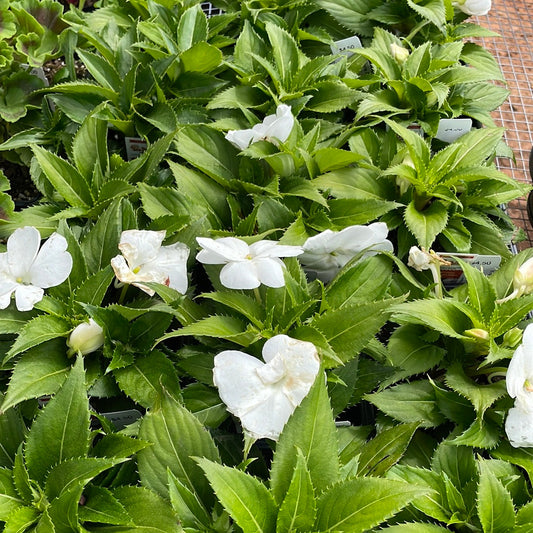 New Guinea Impatiens Harmony White - Bedding Plants