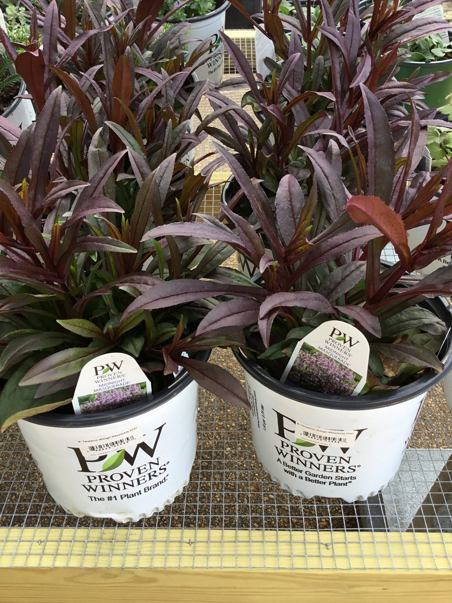 Penstemon Midnight Masquerade - Gallon - Perennials