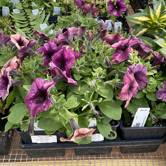 Petunia Trailing Burgundy Velvet - Bedding Plants