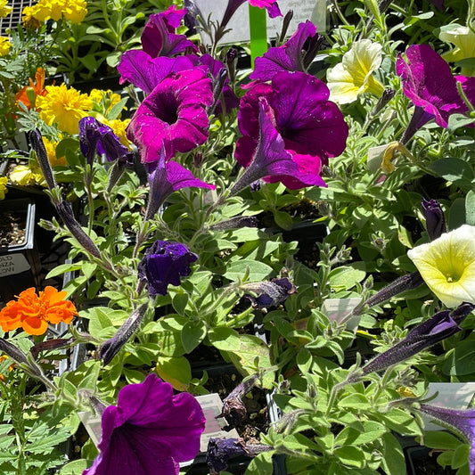 Petunia Trailing Voilet - Bedding Plants