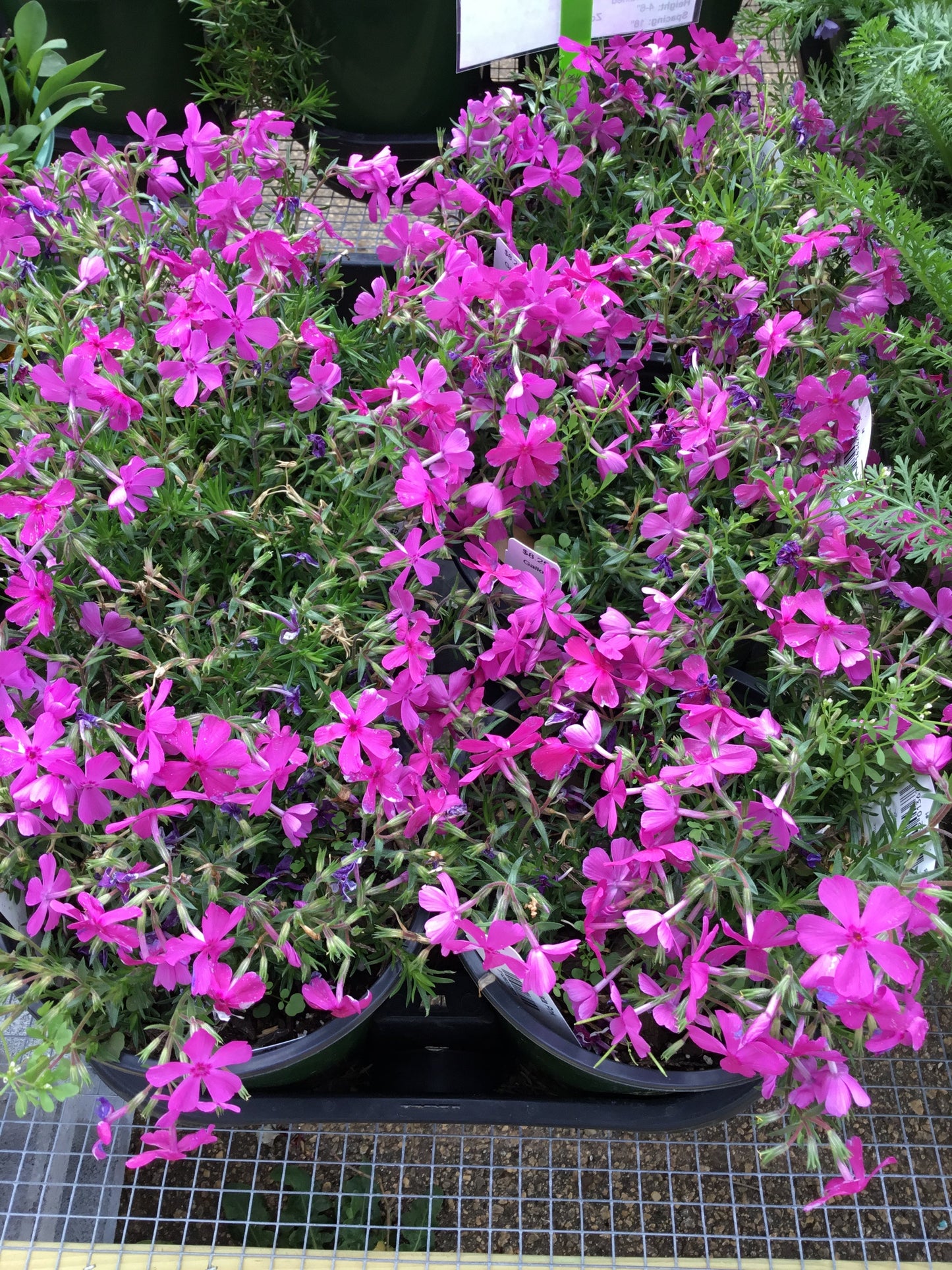 Pholx Subulata Pink - Gallon - Perennials