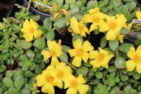 Portulaca Paz Nano Yellow 4.3 - Bedding Plants