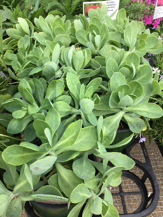 Sedum Spectabile Neon - Gallon - Perennials