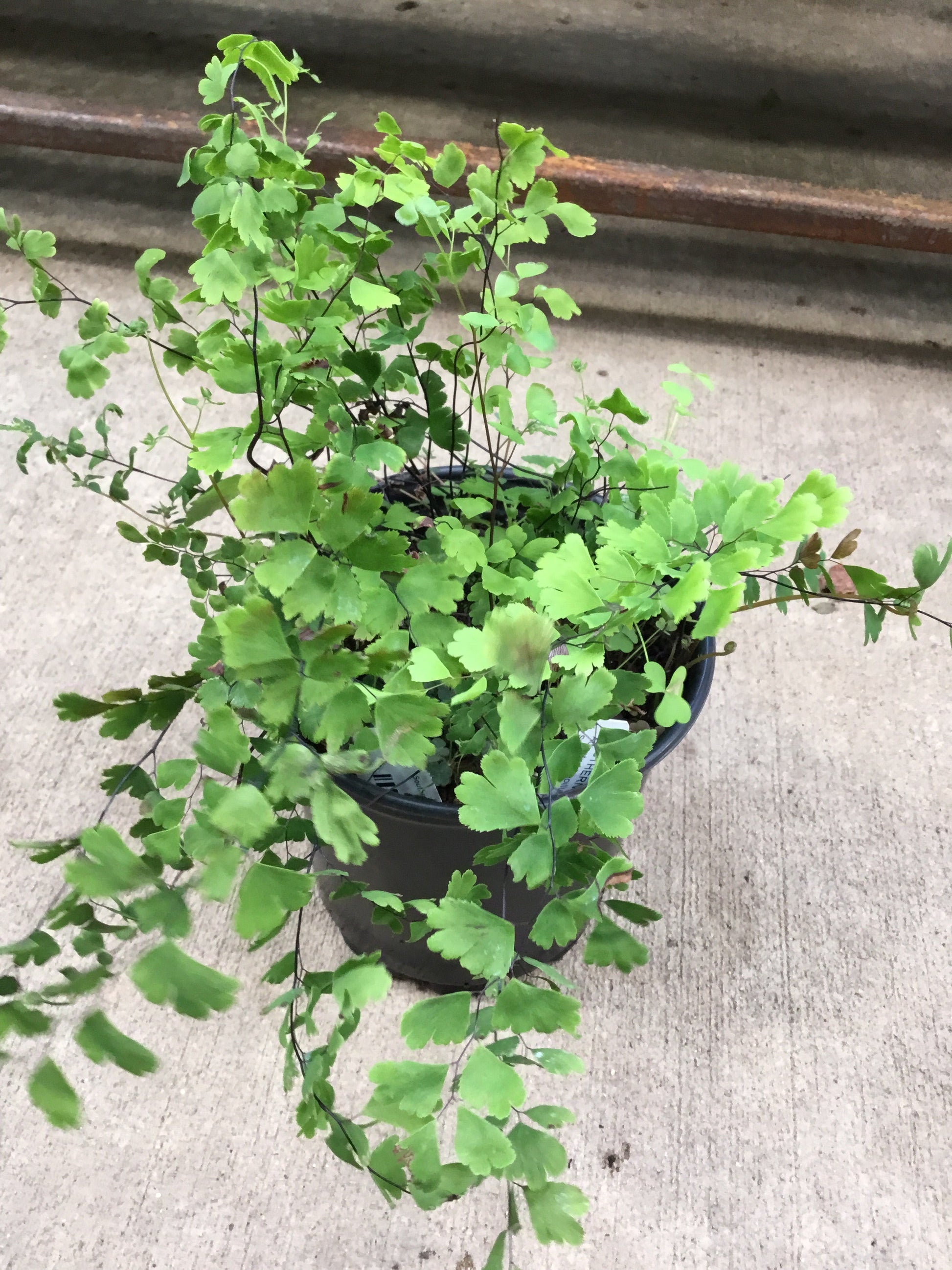 Southern Maidenhair Fern 1 Gallon - Fern