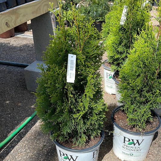 Thuja Proven Winners North Pole - 2 - Trees/shrubs