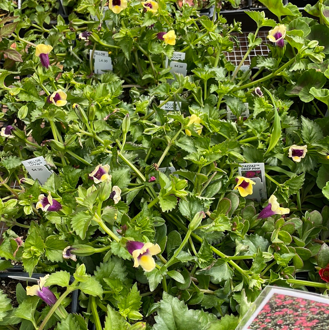 Torenia Moon Yellow - Bedding Plants