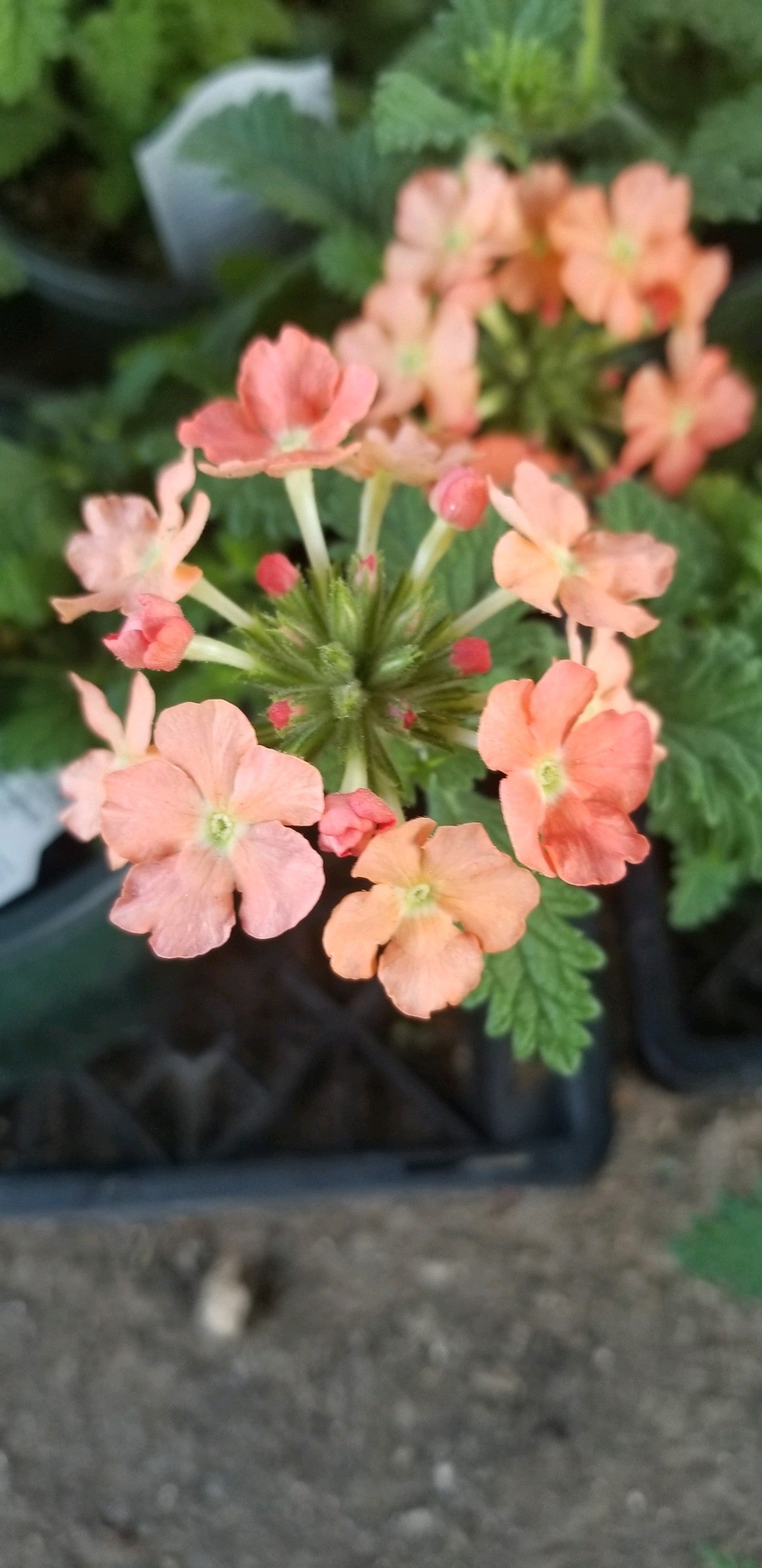 Verbena Lanai Peach 4.3 - Bedding Plants