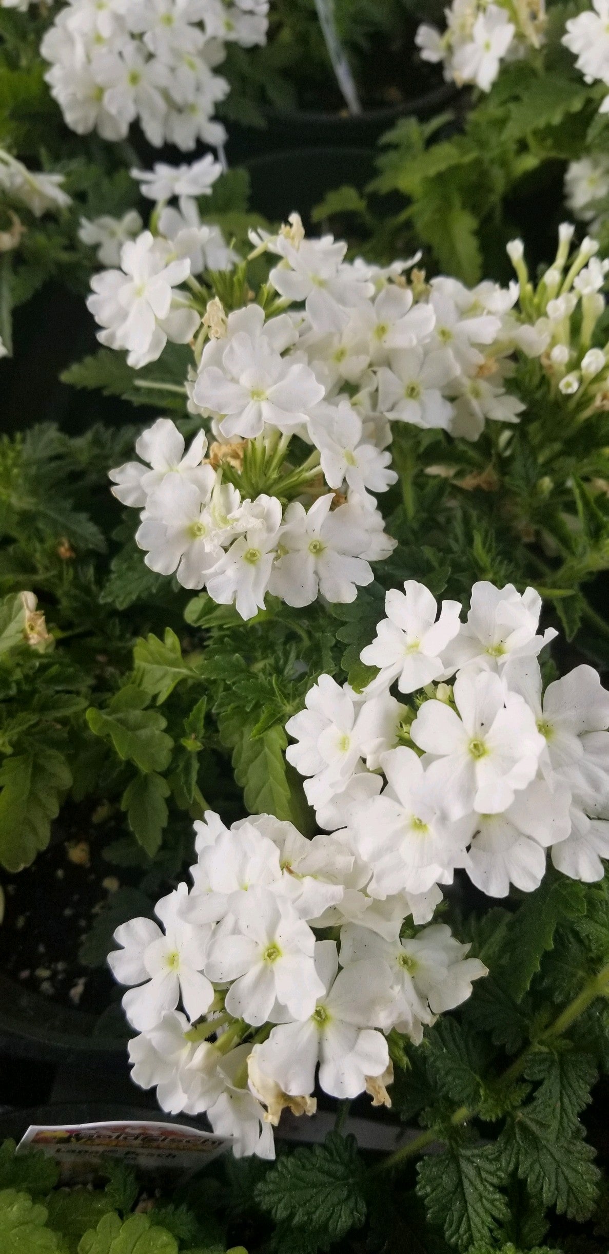 Verbena Lanai White 4.3 - Bedding Plants