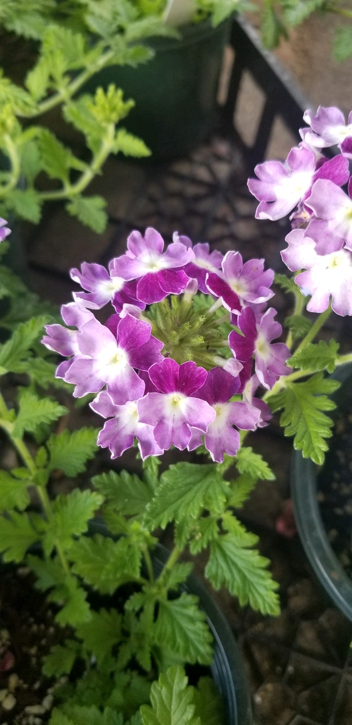 Verbena Purple Twist 4.3 - Bedding Plants