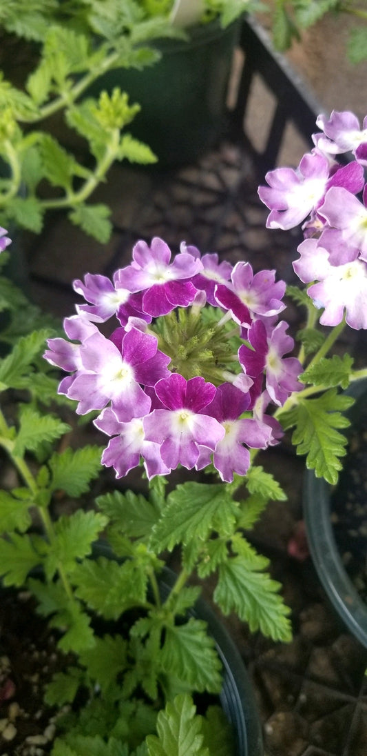 Verbena Purple Twist 4.3 - Bedding Plants